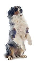 Image showing australian shepherd upright