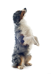 Image showing australian shepherd upright