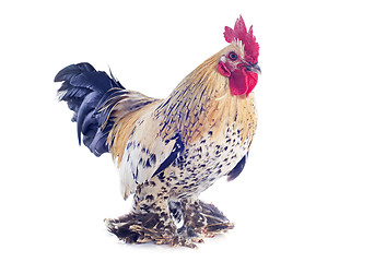 Image showing bantam rooster