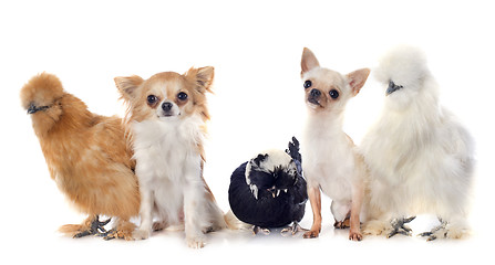 Image showing bantam chicken and chihuahuas