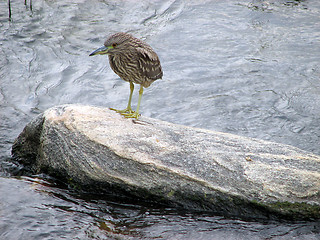 Image showing Juvenile Yellow-crowned Night-Heron bird