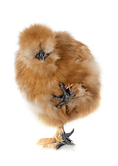 Image showing young Silkie