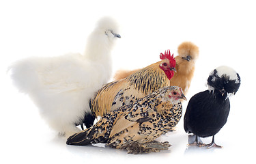 Image showing bantam chicken