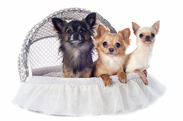 Image showing puppy chihuahua