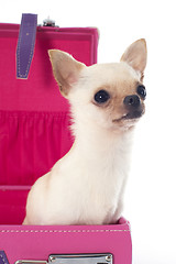 Image showing chihuahua in a box