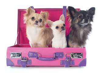 Image showing chihuahuas in suitcase
