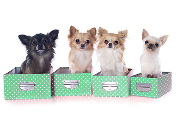 Image showing four chihuahuas