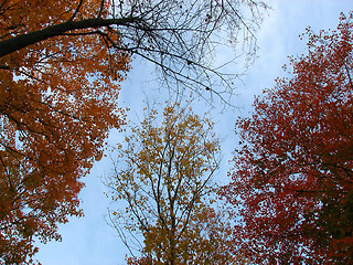 Image showing Blue sky and colourful trees