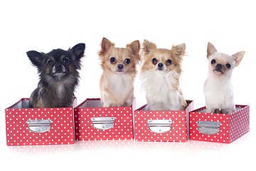 Image showing four chihuahuas