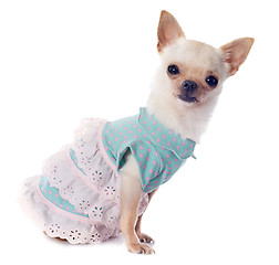 Image showing puppy chihuahua dressed