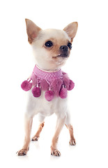 Image showing puppy chihuahua and pink collar