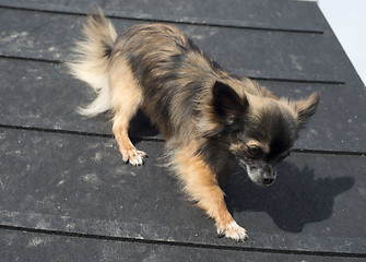 Image showing chihuahua and agility