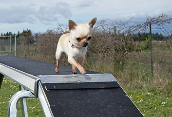 Image showing chihuahua and agility