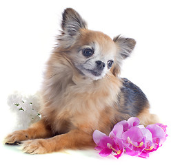 Image showing senior chihuahua