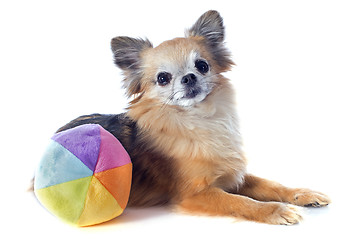Image showing chihuahua and ball