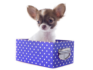 Image showing chihuahua in box