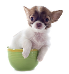 Image showing puppy chihuahua in a cup