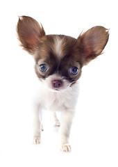 Image showing puppy chihuahua