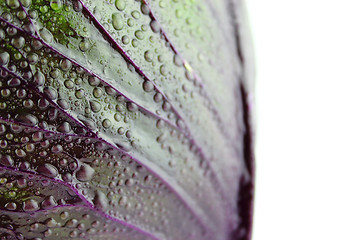 Image showing fresh red cabbage