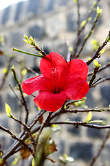 Image showing spring flowers 