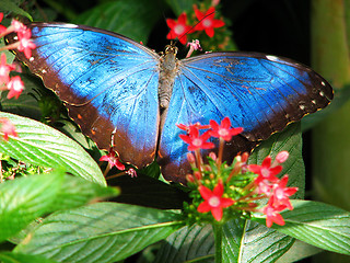 Image showing Electric blue tropical butterfly and red flowers