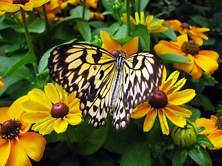 Image showing Butterfly among yellow flowers
