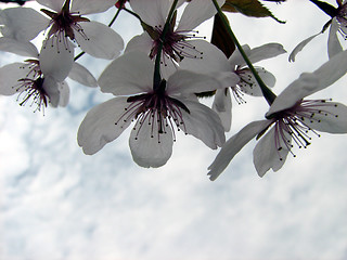 Image showing White cherry blossoms and the sky