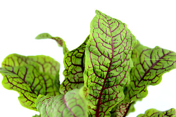 Image showing Sorrel 