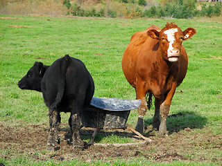 Image showing Cow and calf on a farm