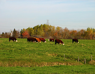 Image showing Cows on a green pasture