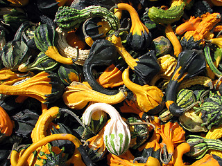 Image showing Colors of fall: gourds on a marketplace