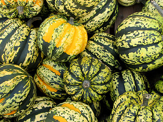 Image showing Colors of fall: Carnival squash