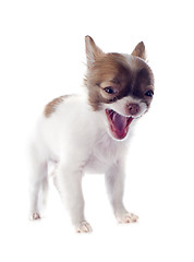 Image showing barking puppy chihuahua