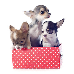 Image showing puppies in box