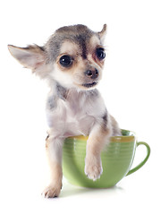 Image showing puppy chihuahua in a cup