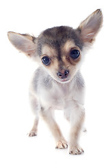 Image showing puppy chihuahua