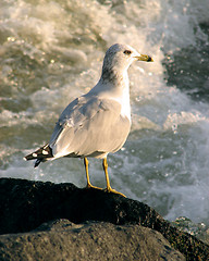 Image showing Gull looking at stormy water