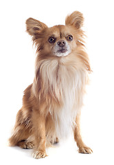 Image showing chihuahua