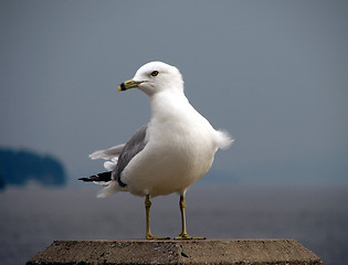 Image showing Graceful sea gull