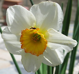 Image showing White and yellow bell