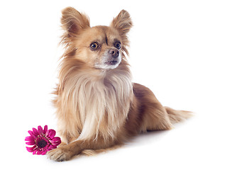 Image showing chihuahua and flower