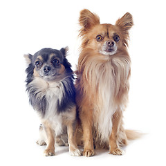 Image showing chihuahuas