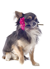 Image showing chihuahua and flower