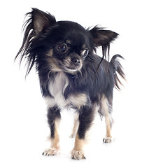 Image showing puppy chihuahua