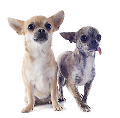 Image showing chihuahuas