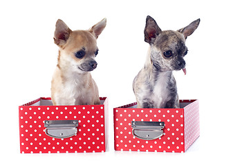 Image showing two chihuahuas