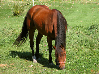 Image showing Horse grazing on a pasture