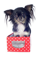 Image showing chihuahua in box