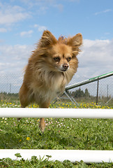 Image showing jumping chihuahua