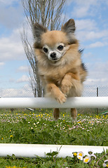 Image showing jumping chihuahua